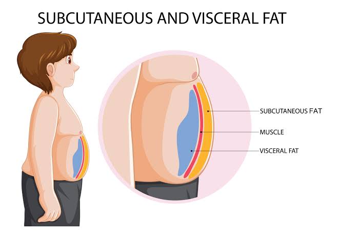 belly fat
